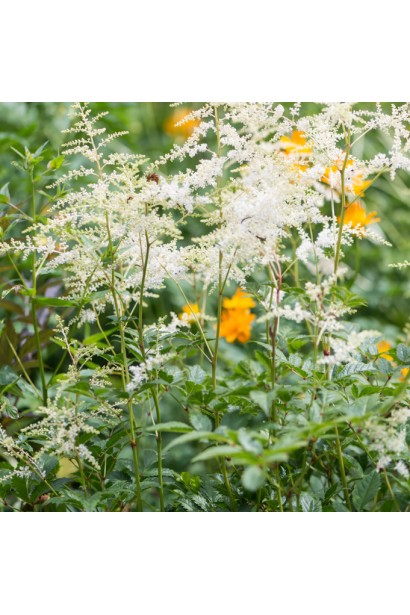 Астильба Арендса Браутшлеєр цвітіння